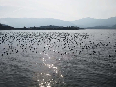 Yağışlar Bafa Gölü’ne can suyu oldu