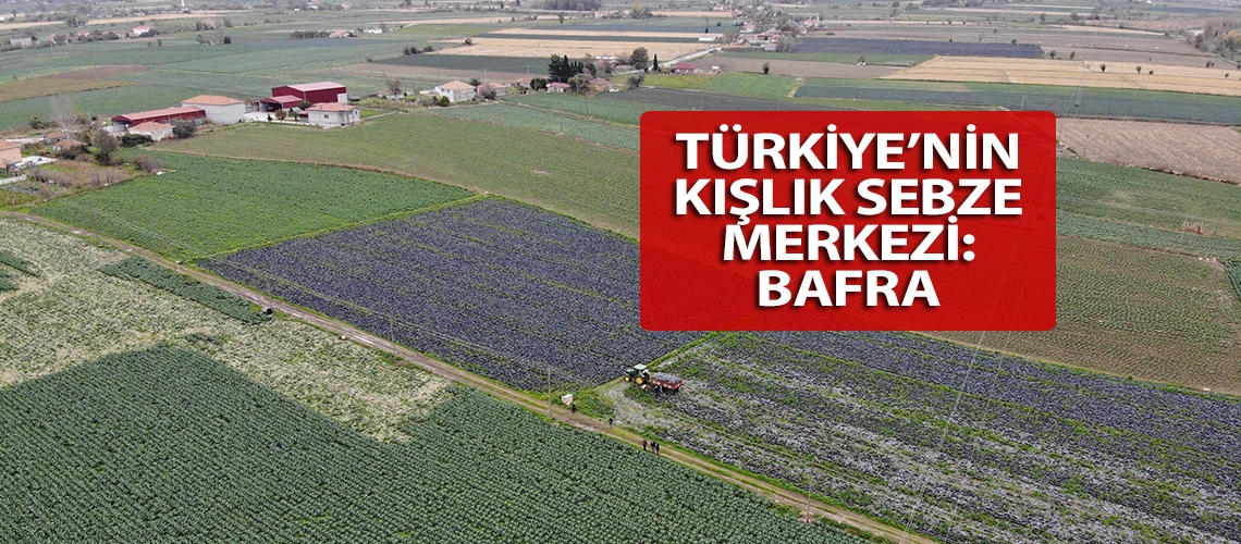 Türkiye’nin kışlık sebze merkezi: Bafra