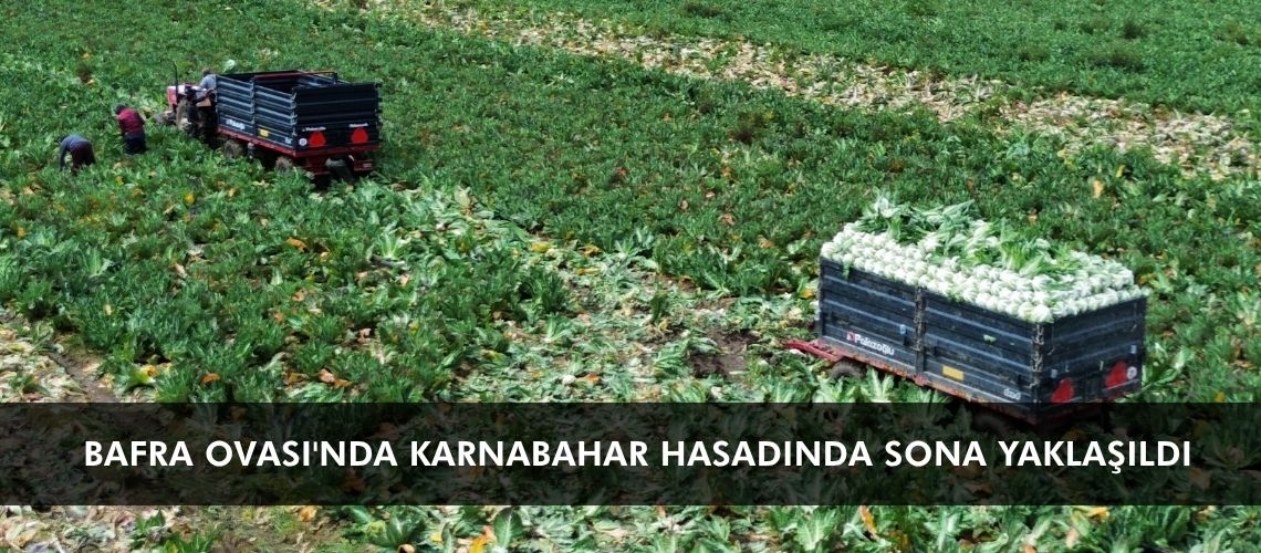 Bafra Ovası'nda karnabahar hasadında sona yaklaşıldı