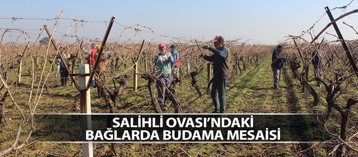 Salihli Ovası’ndaki bağlarda budama mesaisi