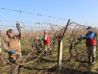 Salihli Ovası’ndaki bağlarda budama mesaisi