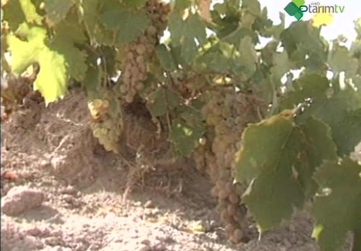 Bağcılıkta Terbiye Sistemleri ve Budama