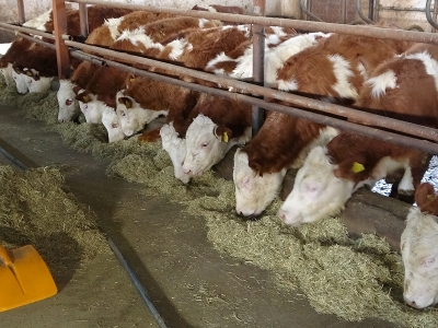 Kırsal kalkınma destekleniyor, üretim ve istihdam artıyor