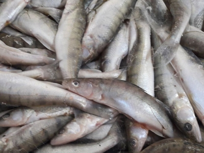 Türkiye, su ürünleri zenginliğini dünyaya ihraç ediyor