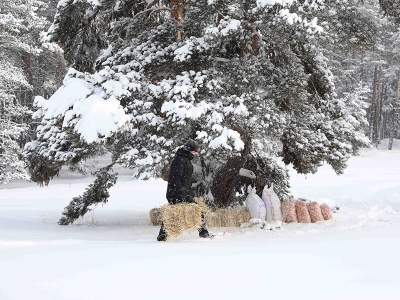 Yaban hayvanlarına Pakdemirli’den yem takviyesi