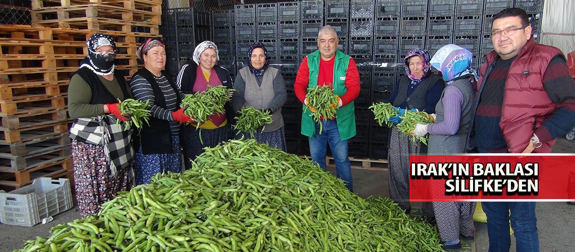Irak’ın baklası Silifke’den