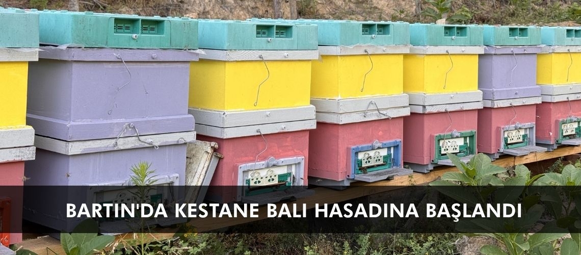Bartın'da kestane balı hasadına başlandı