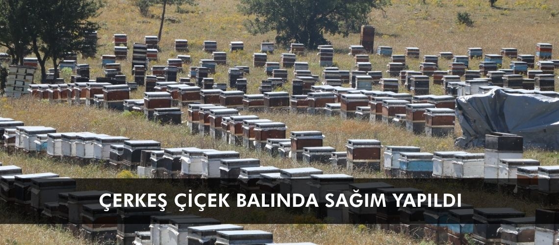 Çerkeş çiçek balında sağım yapıldı