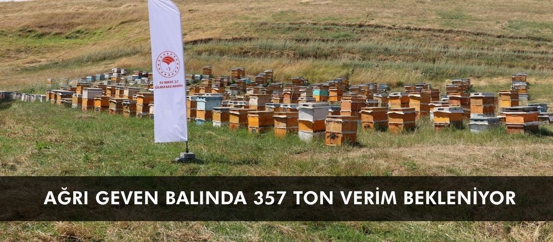 Geven balında 357 ton verim bekleniyor