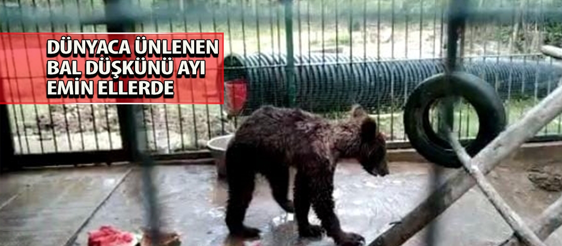 Dünyaca ünlenen bal düşkünü ayı emin ellerde