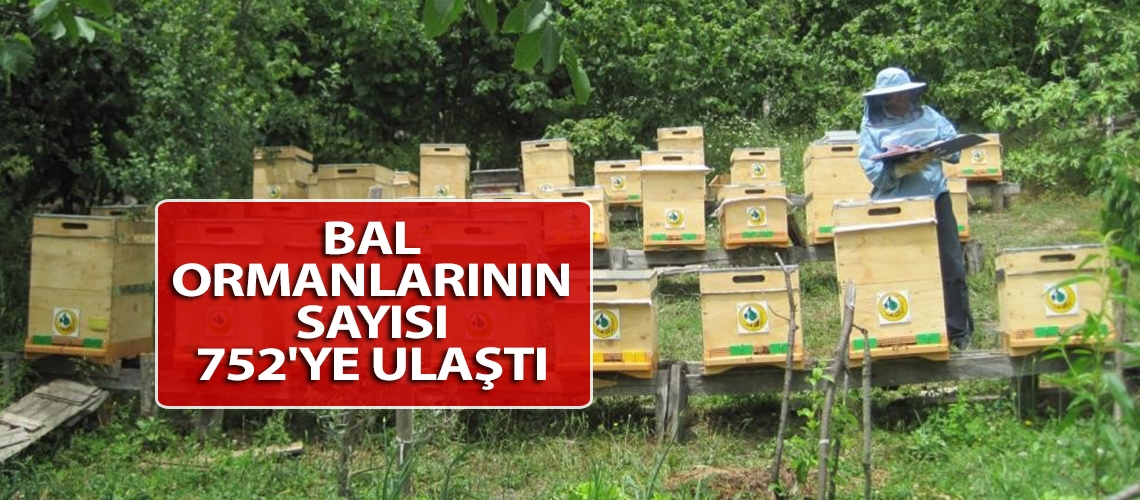 Bal ormanlarının sayısı 752'ye ulaştı