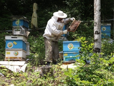Bal ormanlarının sayısı 752'ye ulaştı