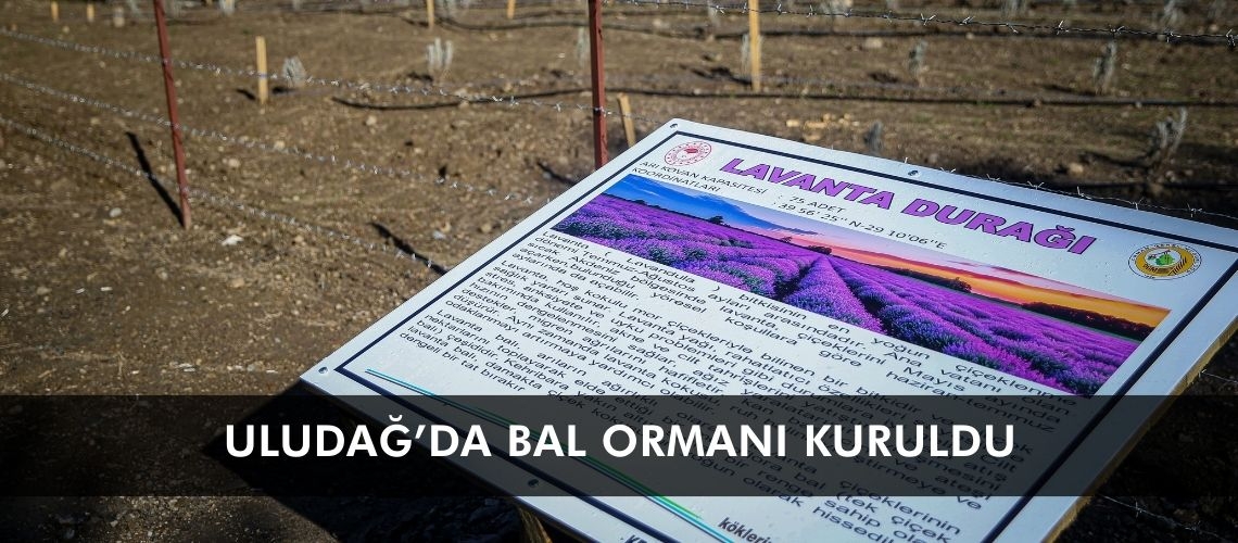Uludağ’da bal ormanı kuruldu