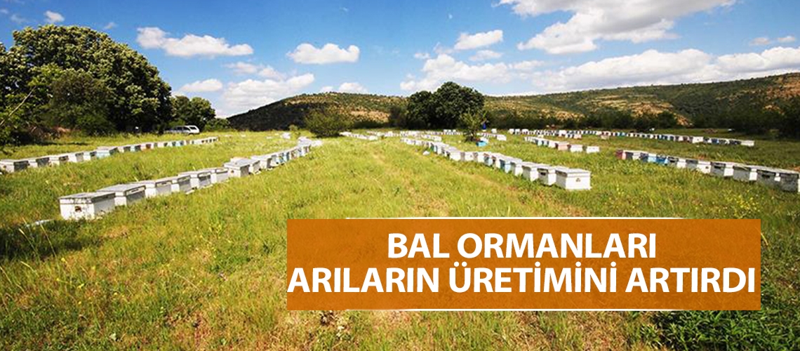 Bal ormanları arıların üretimini artırdı