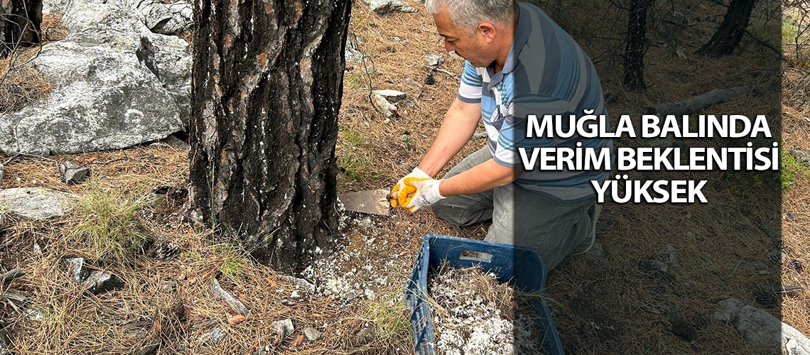 Muğla balında verim beklentisi yüksek