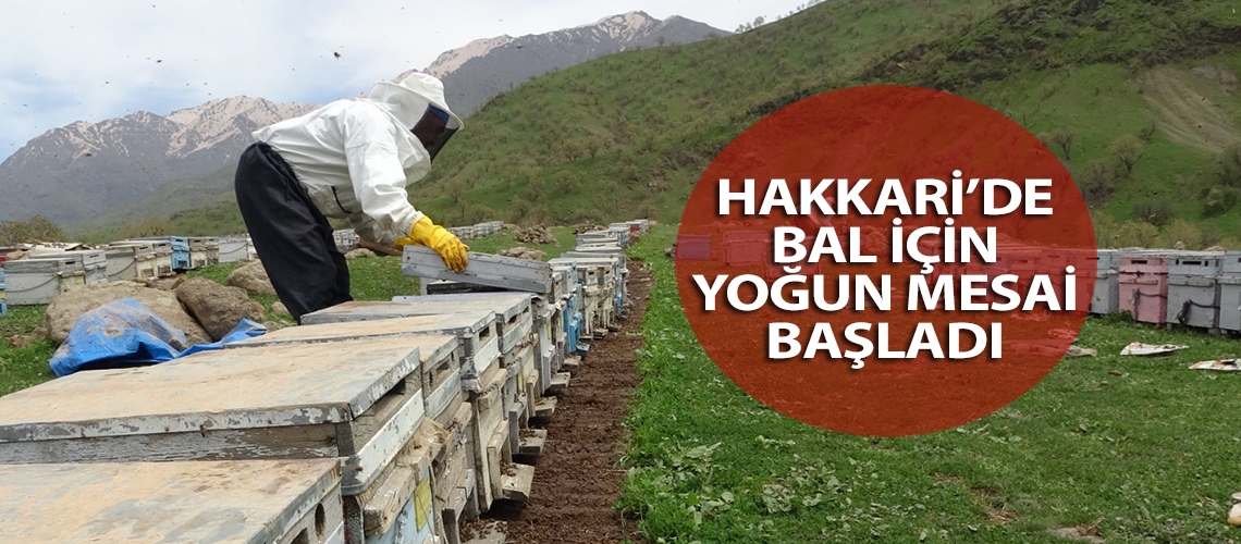 Hakkari’de bal için yoğun mesai başladı