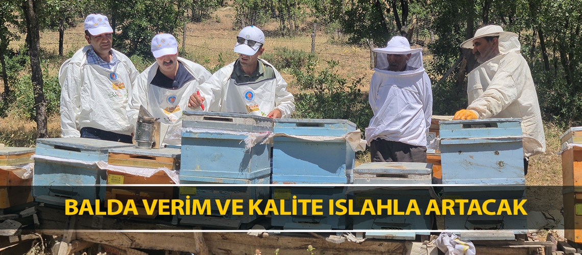 Balda verim ve kalite ıslahla artacak