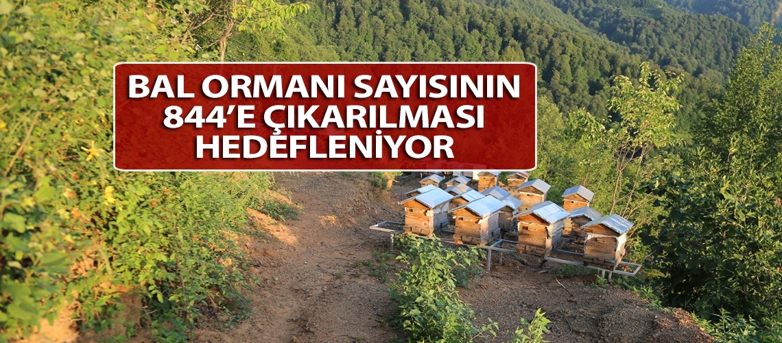 Bal ormanı sayısının 844’e çıkarılması hedefleniyor