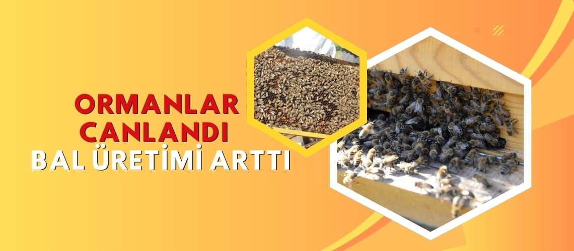 Ormanlar canlandı bal üretimi arttı
