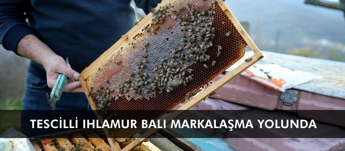 Tescilli ıhlamur balı markalaşma yolunda