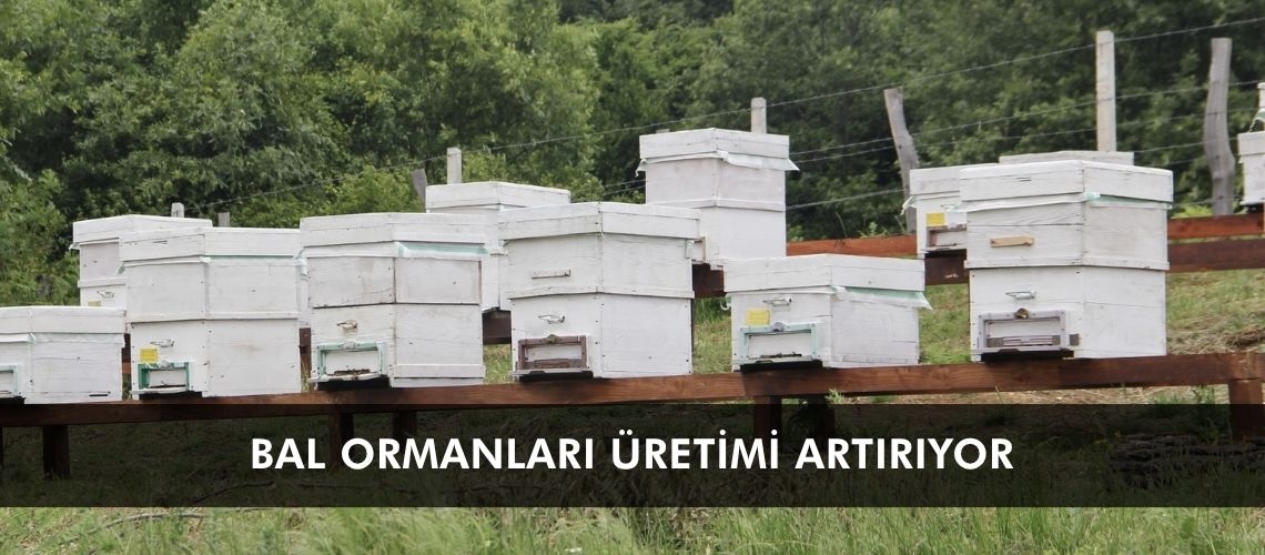 Bal ormanları üretimi artırıyor
