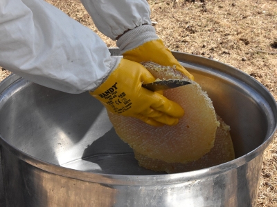 Kara kovan balında hasat başladı