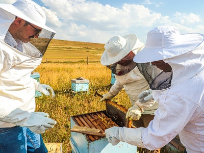 Doğal bal “uzman eller”de üretiliyor