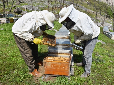 Çiçek balı üreticileri yeni sezondan umutlu