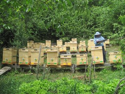 Bal ormanı sayısının 844’e çıkarılması hedefleniyor