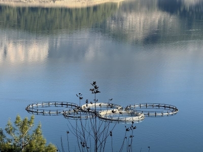 Barajda üretilen balıklar dünyaya gönderiliyor