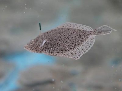 Yüksek gelirli balık türleri için çalışmalar sürüyor