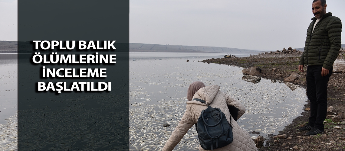 Toplu balık ölümlerine inceleme başlatıldı
