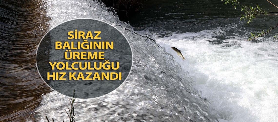 Siraz balığının üreme yolculuğu hız kazandı
