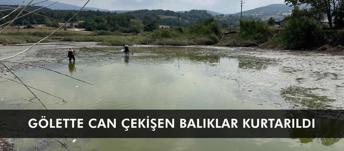 Gölette can çekişen balıklar kurtarıldı