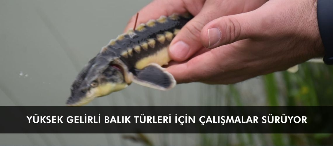 Yüksek gelirli balık türleri için çalışmalar sürüyor