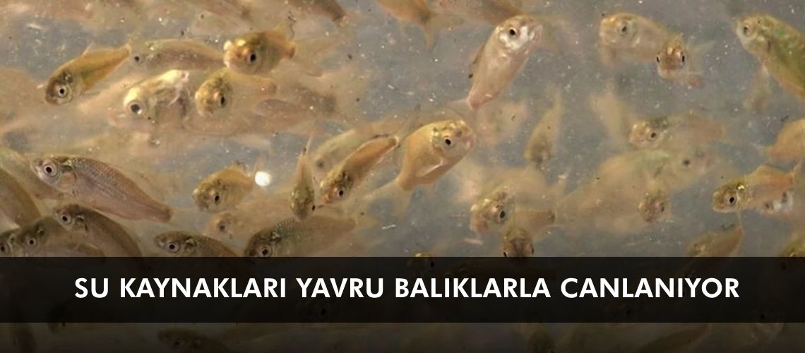 Su kaynakları yavru balıklarla canlanıyor