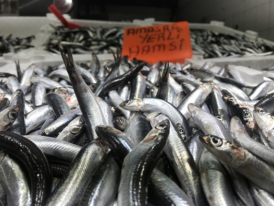 Zonguldak’ta rotalar çinekop ve mezgite döndü