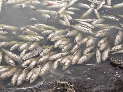 Toplu balık ölümlerine inceleme başlatıldı