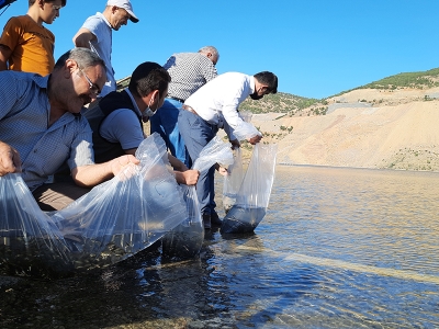 Konya’nın göllerine balık takviyesi