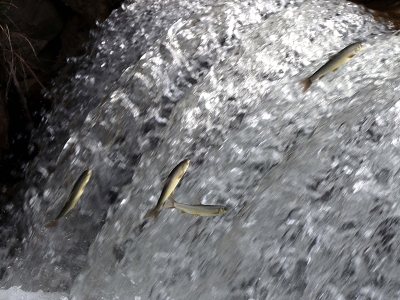 Siraz balığının üreme yolculuğu hız kazandı