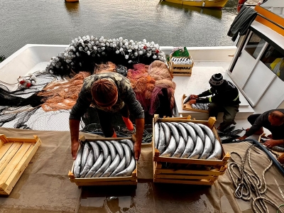 Sinop’ta kıyı balıkçıları 4 bin palamut avladı
