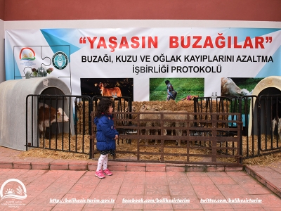 Sürdürülebilir hayvancılık için yaşasın buzağılar