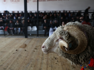 Damızlık koçlar açık artırmayla satıldı