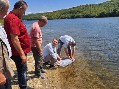Baraj ve göletlere balık takviyesi sürüyor