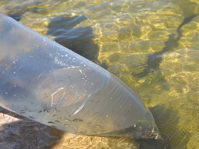 Göletler yavru sazanlarla buluşuyor