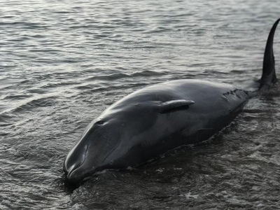 Yaralı balina kurtarıldı