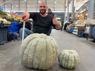 Dev bal kabağı ilgi odağı oldu