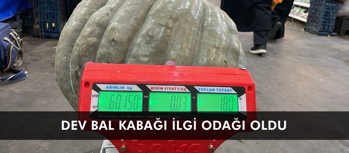 Dev bal kabağı ilgi odağı oldu
