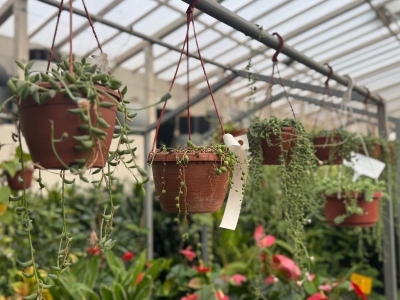 Balkon bahçeleri renkli çiçeklerle süsleniyor