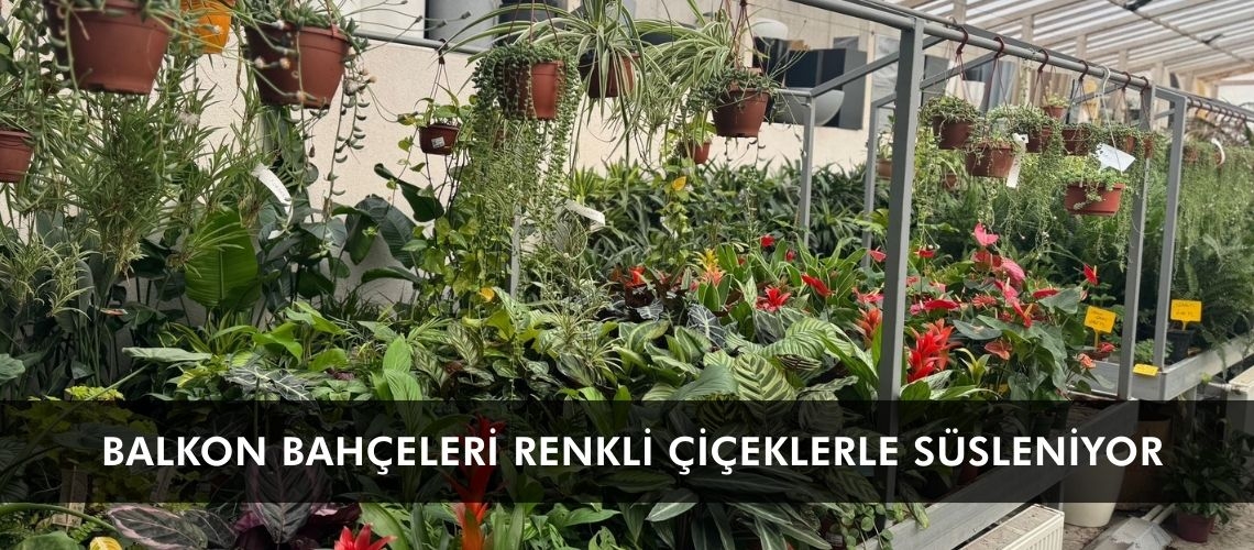 Balkon bahçeleri renkli çiçeklerle süsleniyor